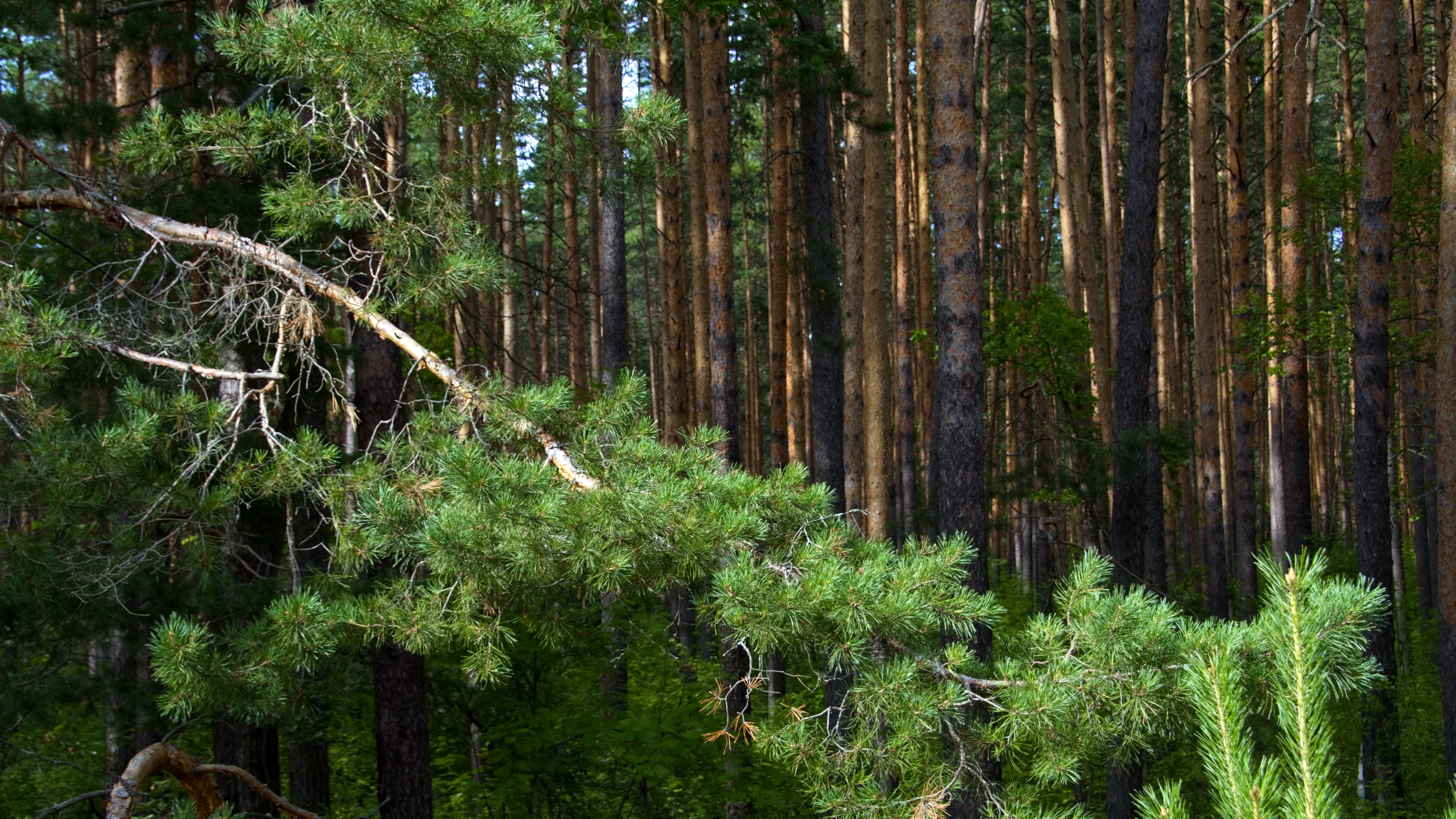 Мордовия получит более 20 миллионов рублей на охрану лесов от пожаров