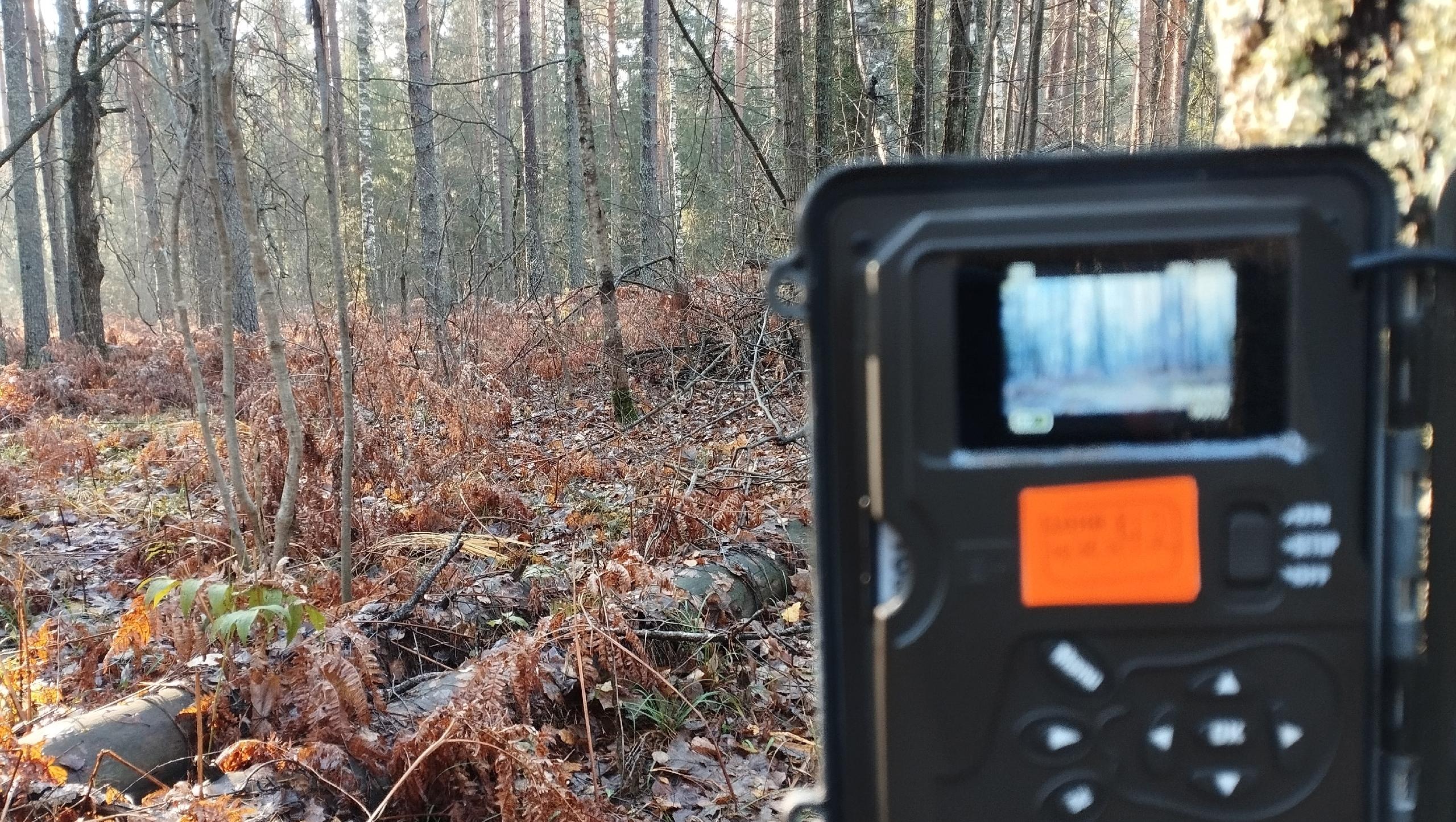 В Мордовском заповеднике начали большую фотоохоту и рассказали про «чупакабру» 