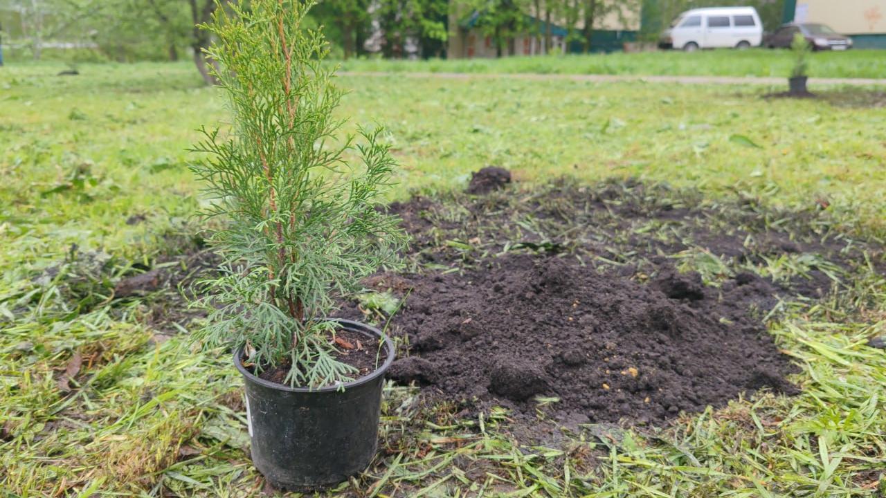 На аллее в Рузаевке посадили «Сад памяти» На аллее в Рузаевке посадили «Сад памяти»