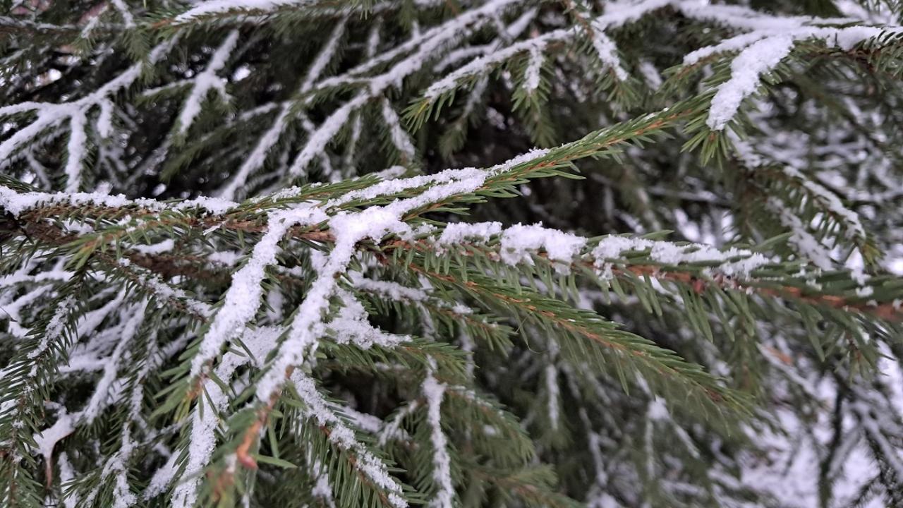 Жители Саранска могут экосознательно утилизировать новогодние ёлки 