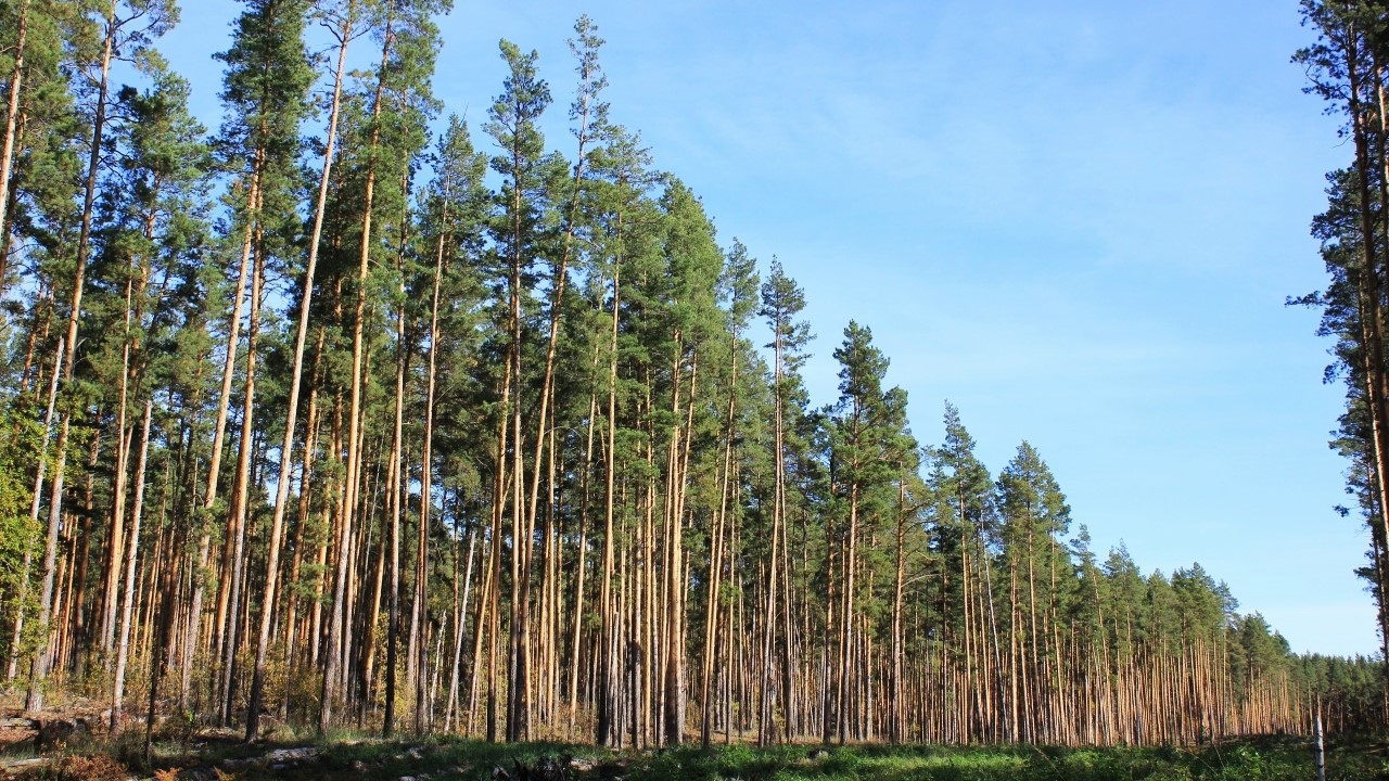 В Мордовии проверили молодые леса