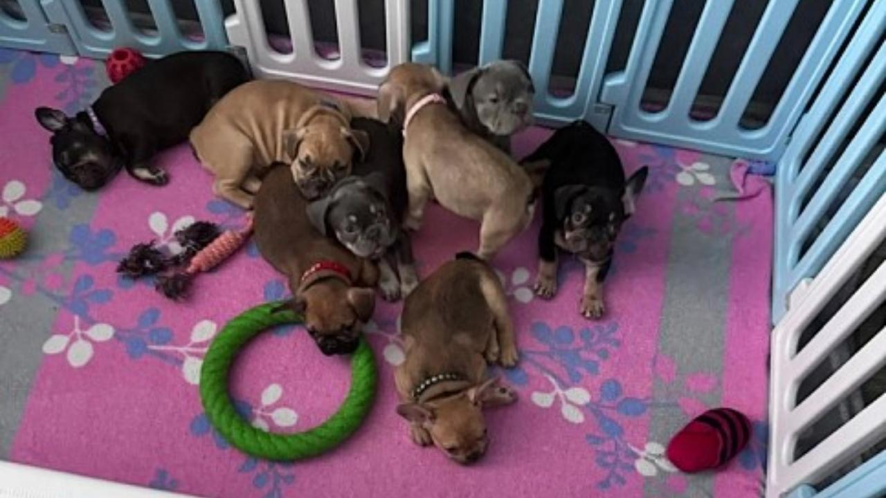 В Мордовии заводчица собак прятала в холодильнике наркотики