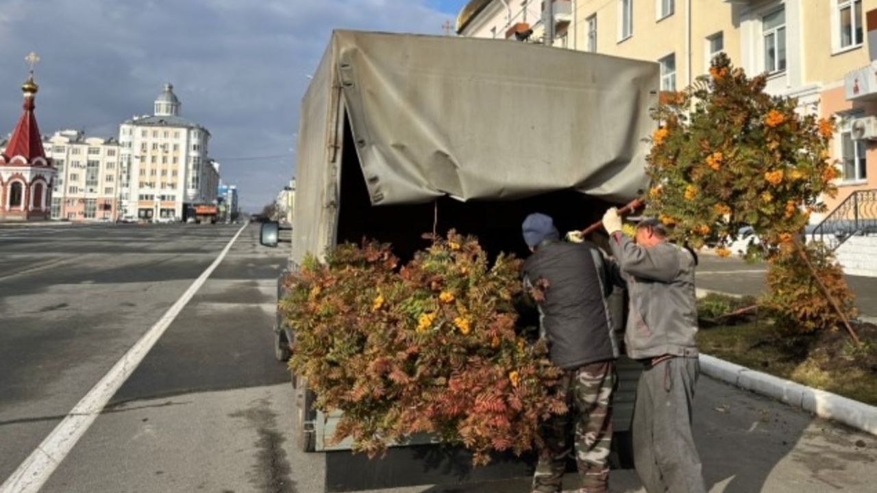 С центральной площади Саранска пропали рябины С центральной площади Саранска пропали рябины