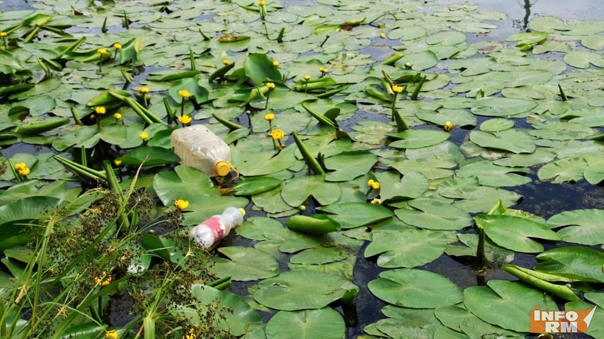 В Саранске выяснили причину массовой гибели рыбы в реке Инсар