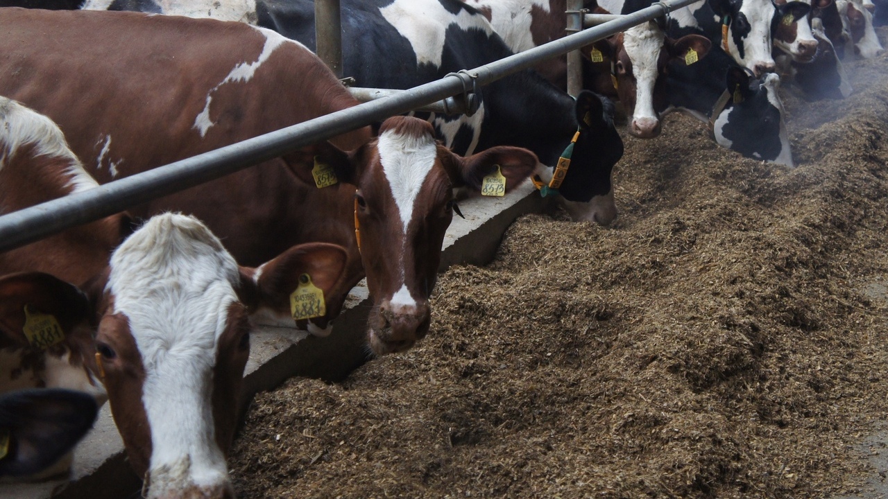 В Мордовии ферму на 160 коров «впихнули» в обычный частный дом 