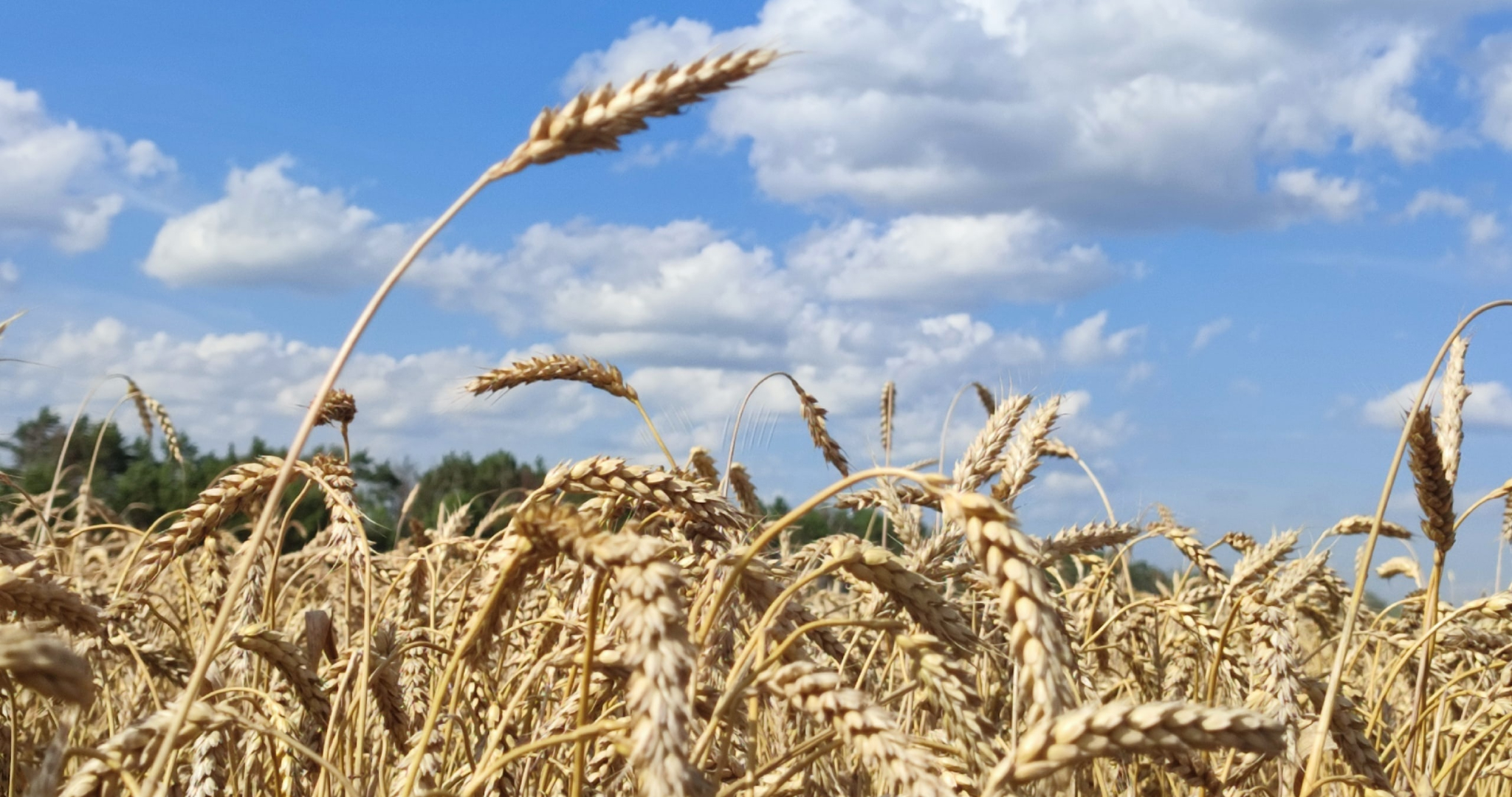 Молодая хозяйка фермы в Мордовии смошенничала почти на миллион рублей 