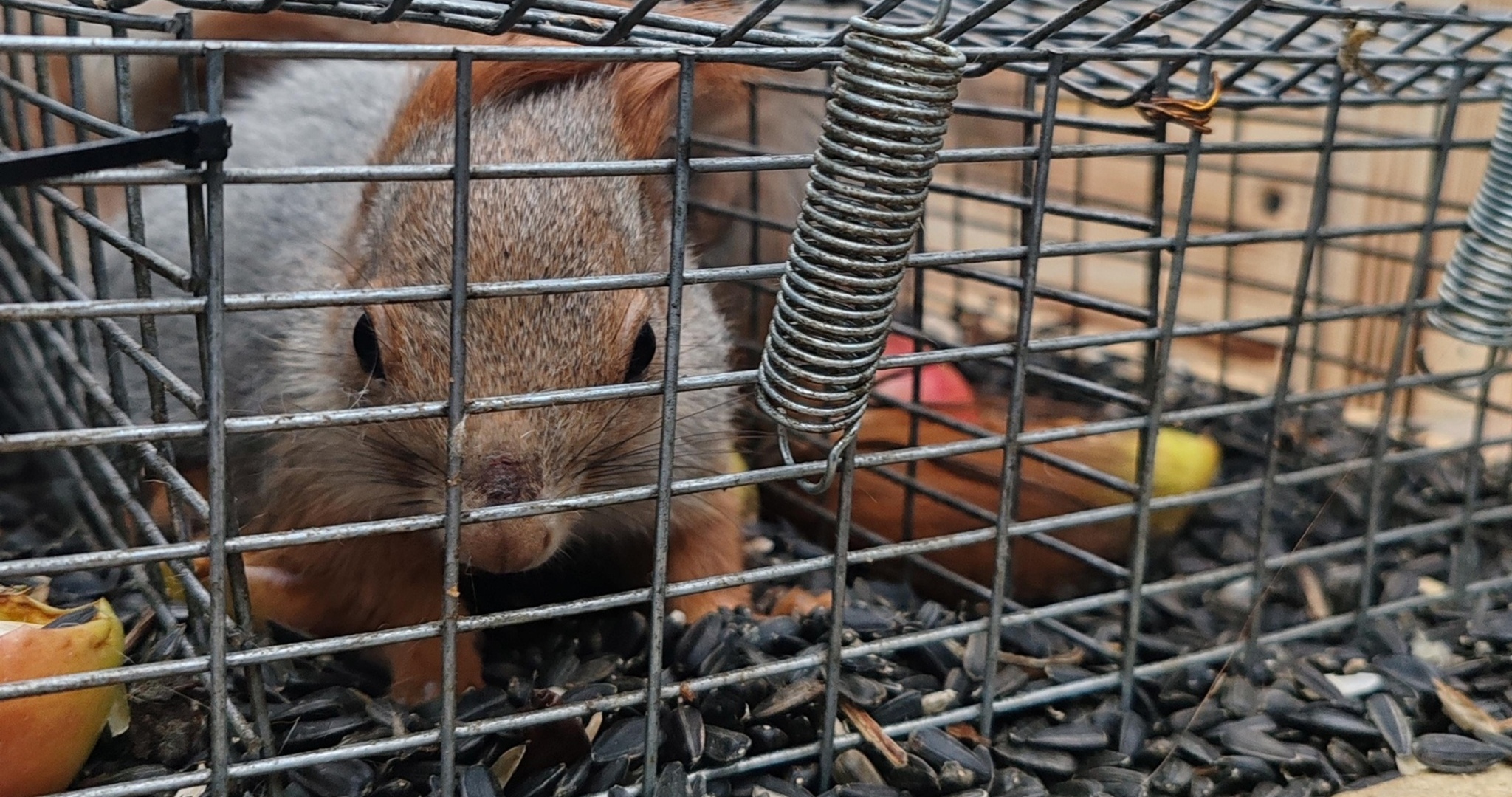 Ещё 15 белок поселились в Саранске в сквере Подольских курсантов 