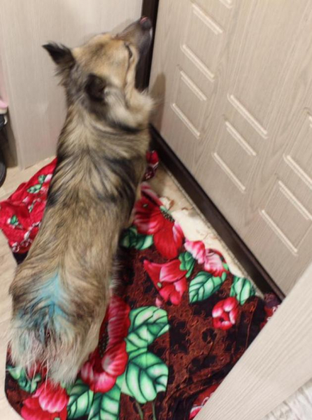 В Мордовии отрезавший собаке хвост живодер приговорен к году исправительных работ