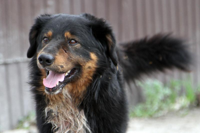 Районная администрация в Мордовии расплатилась за укус бездомной собаки