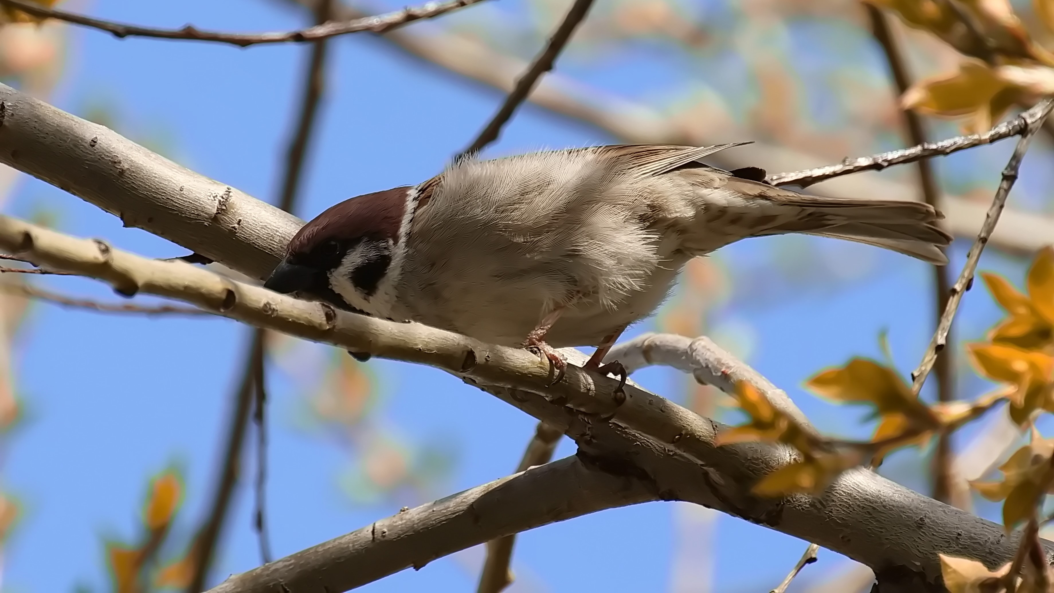 Температура воздуха в Мордовии побила рекорд 30-летней давности