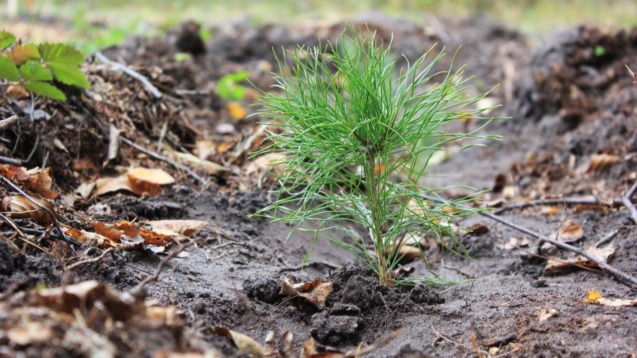 В Мордовии высадили 1,7 миллиона сеянцев хвойных и лиственных пород