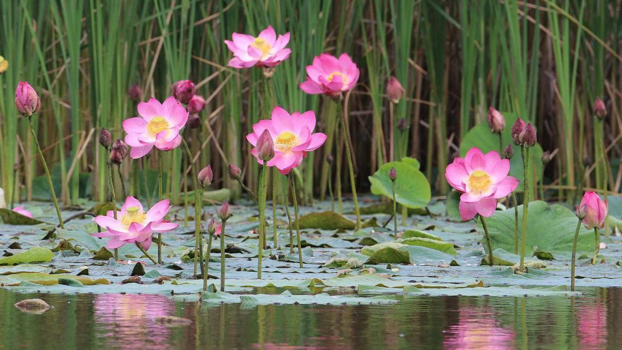 Загадка природы раскрыта: откуда взялись лотосы в Рузаевке?