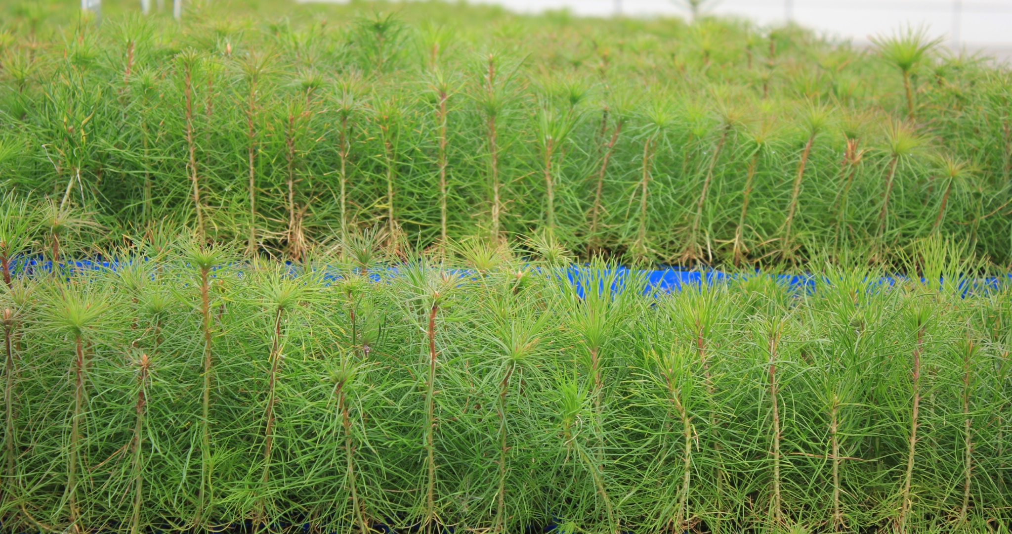 В Мордовии насчитали больше 5,5 миллионов будущих деревьев 