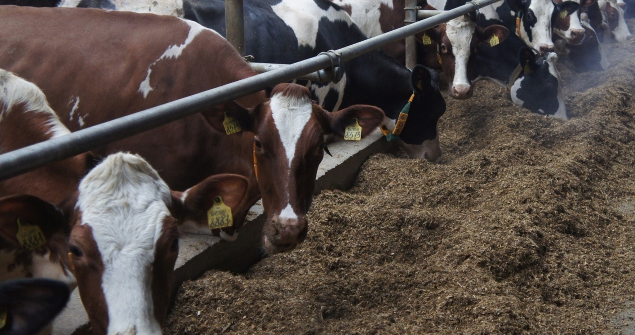 В одном из сёл Мордовии из-за бешеной коровы объявили карантин 