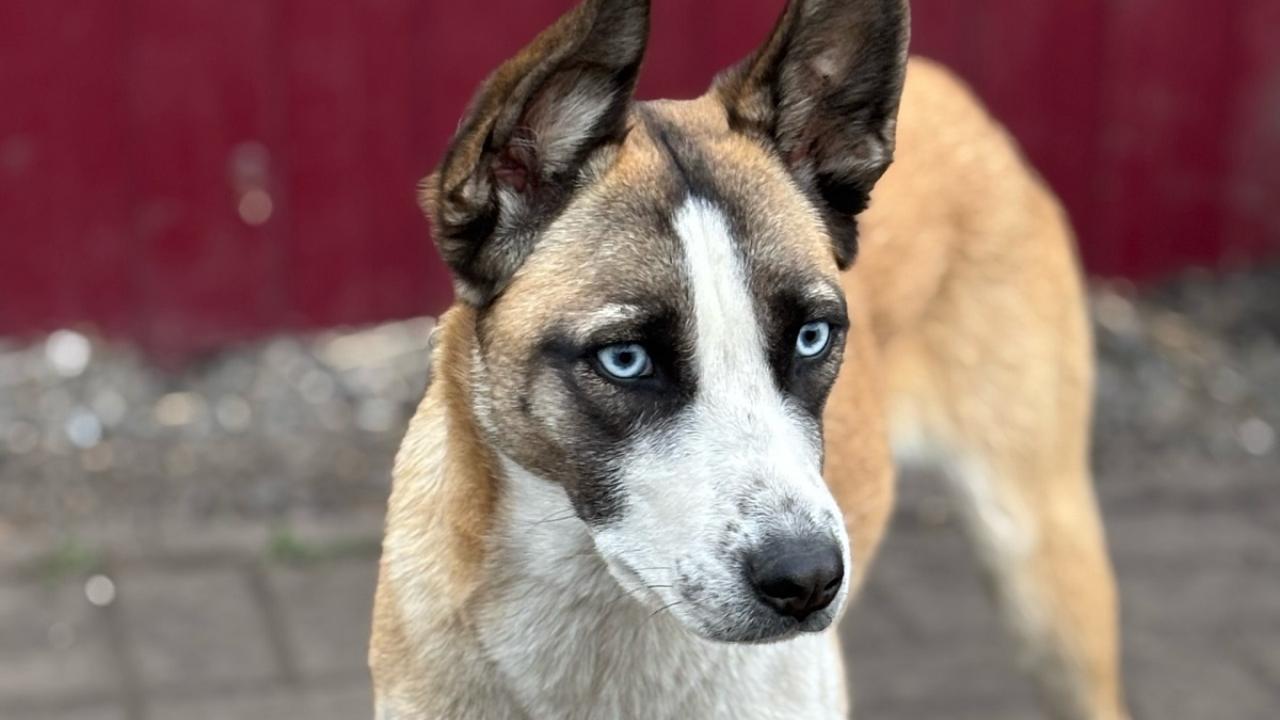 Всех неравнодушных жителей Саранска ждут на встрече с бездомышами  