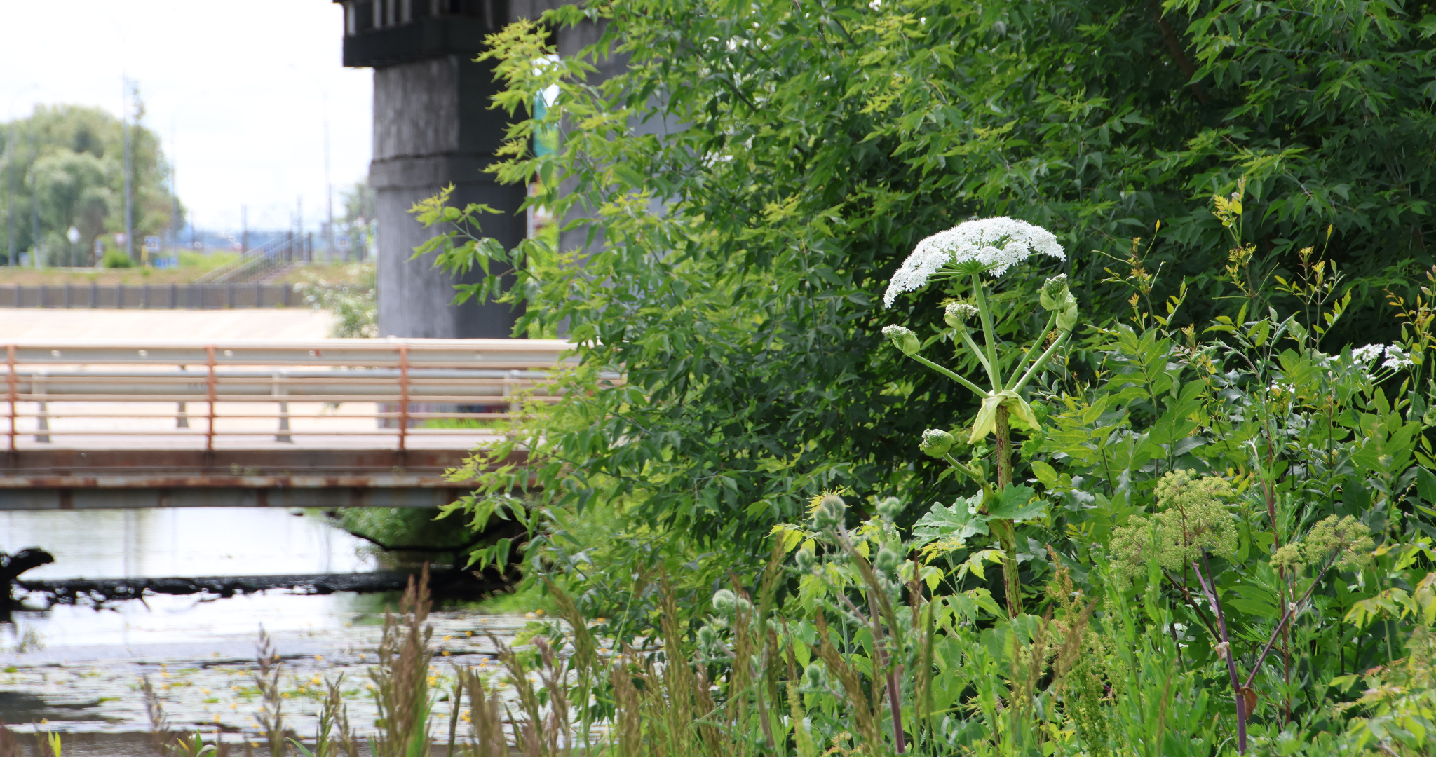 Россиян начнут штрафовать за борщевик и американский клён 