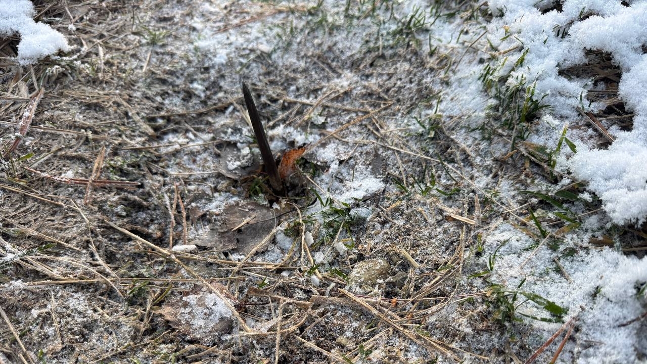 В Мордовии начали искать установщика партизанских ловушек на лесных дорогах 