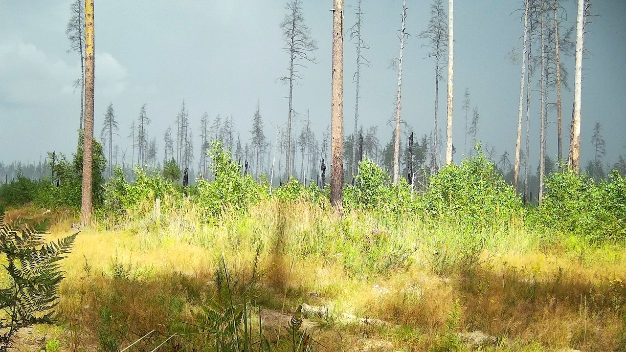 В заповеднике Мордовии сделают пожарный водоём