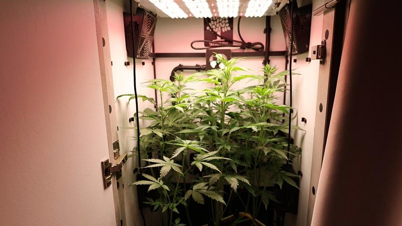 Житель Саранска выращивал коноплю в шкафу под замком