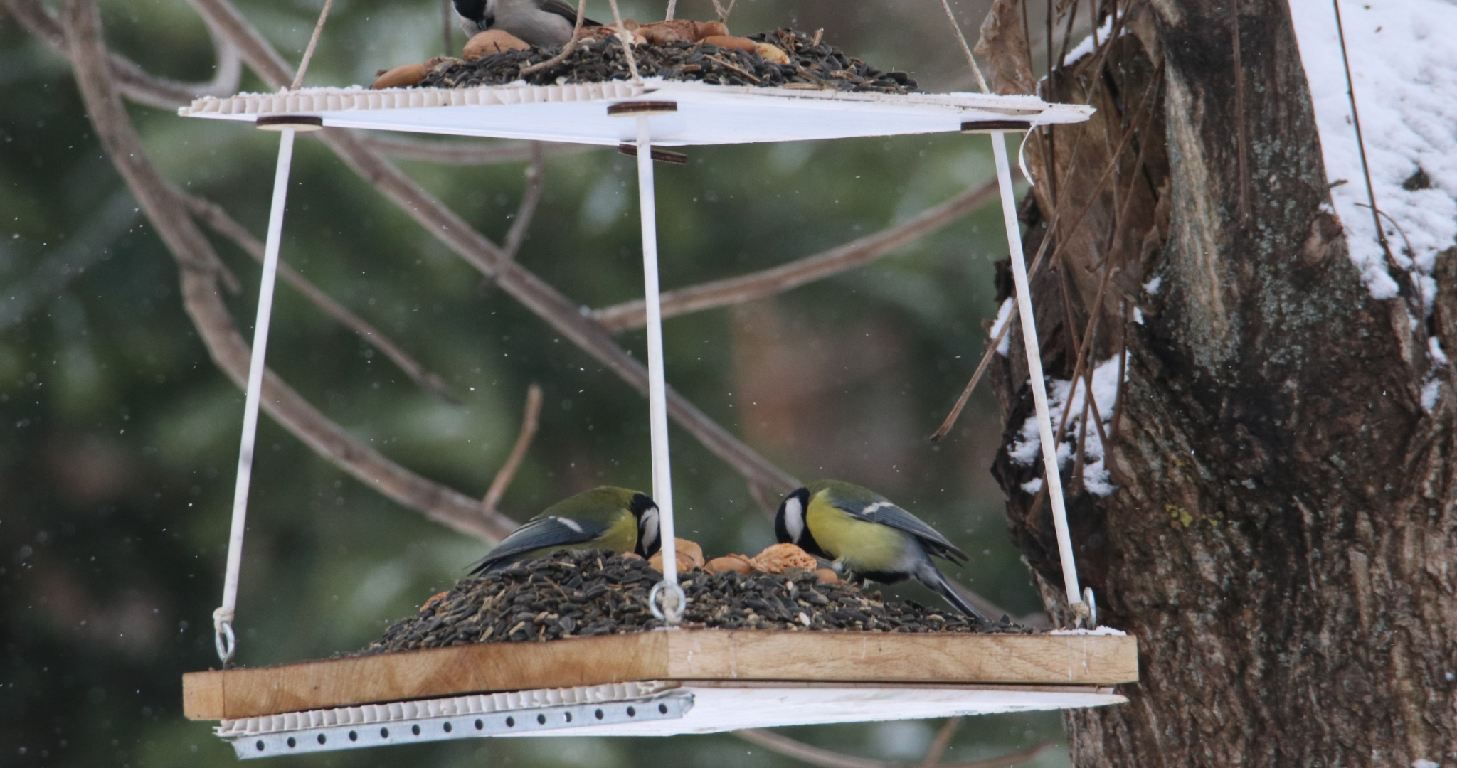 В саранском Ботаническому саду начали подкармливать птиц 