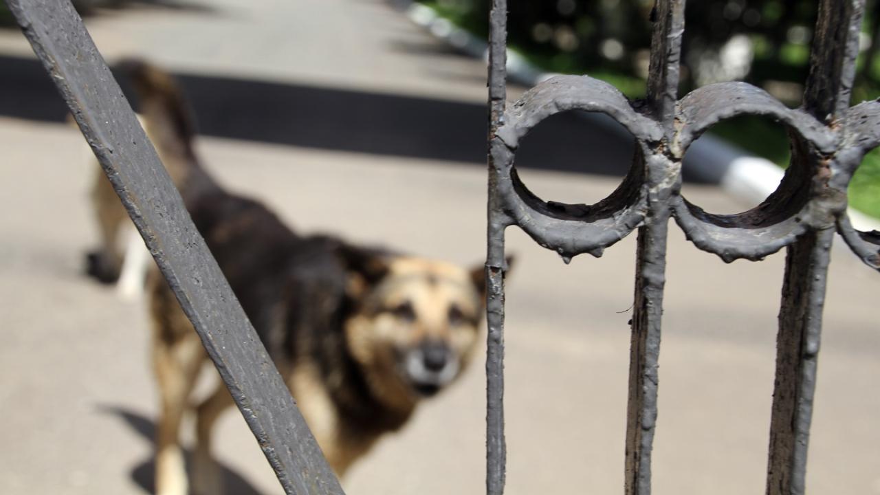 Бешенство и атака медведя: тревожная статистика лета