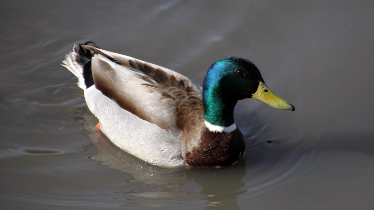 «Серая шейка - 2026» в Саранске: на Саранке пересчитали уток