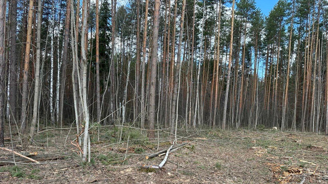 Предприниматель в Мордовии осужден за вырубку леса