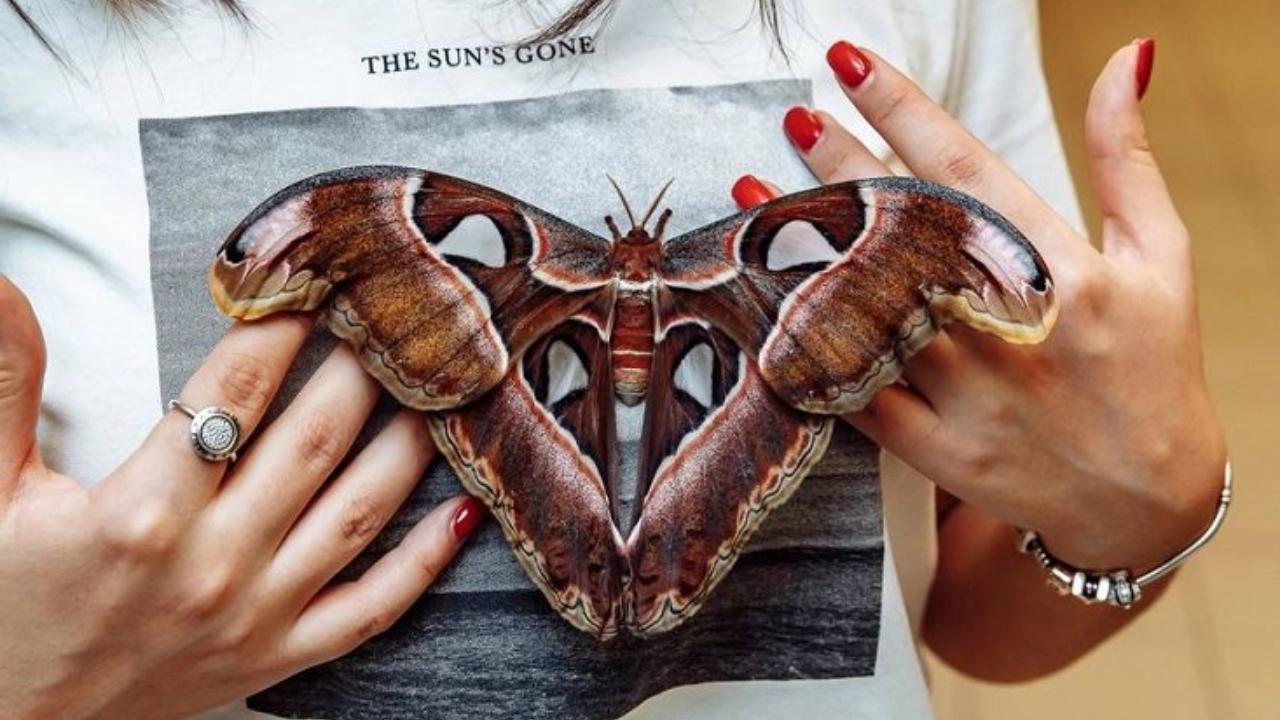 В свободном полёте: в Саранске открылась выставка «Планета живых бабочек»