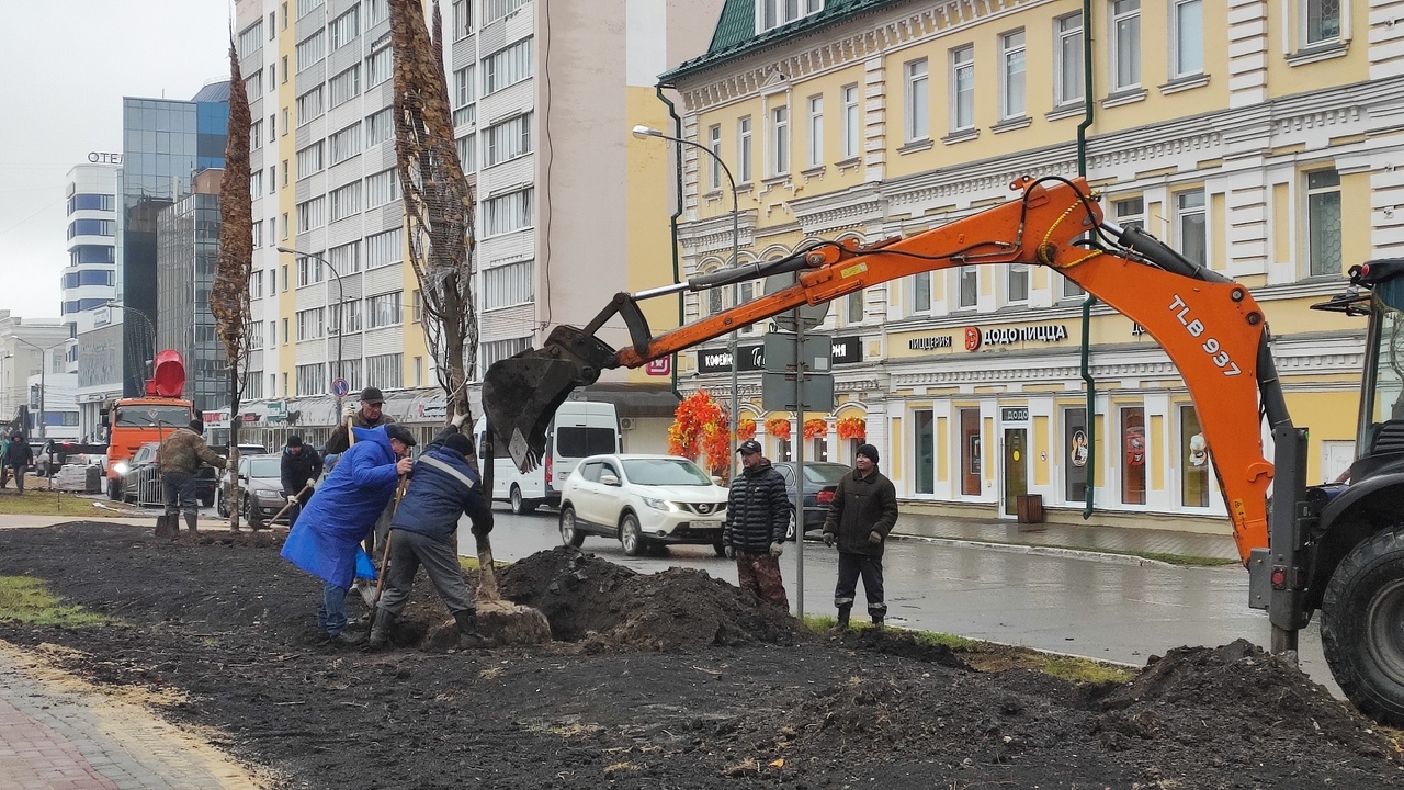 В Саранске на Соборной площади начали высаживать 6-метровые липы 