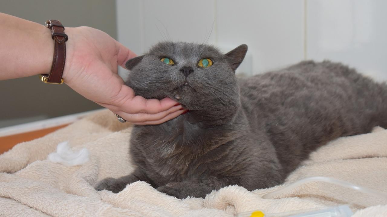 В первые дни нового года ветеринары Саранска позаботились о долгожительнице Мусе 