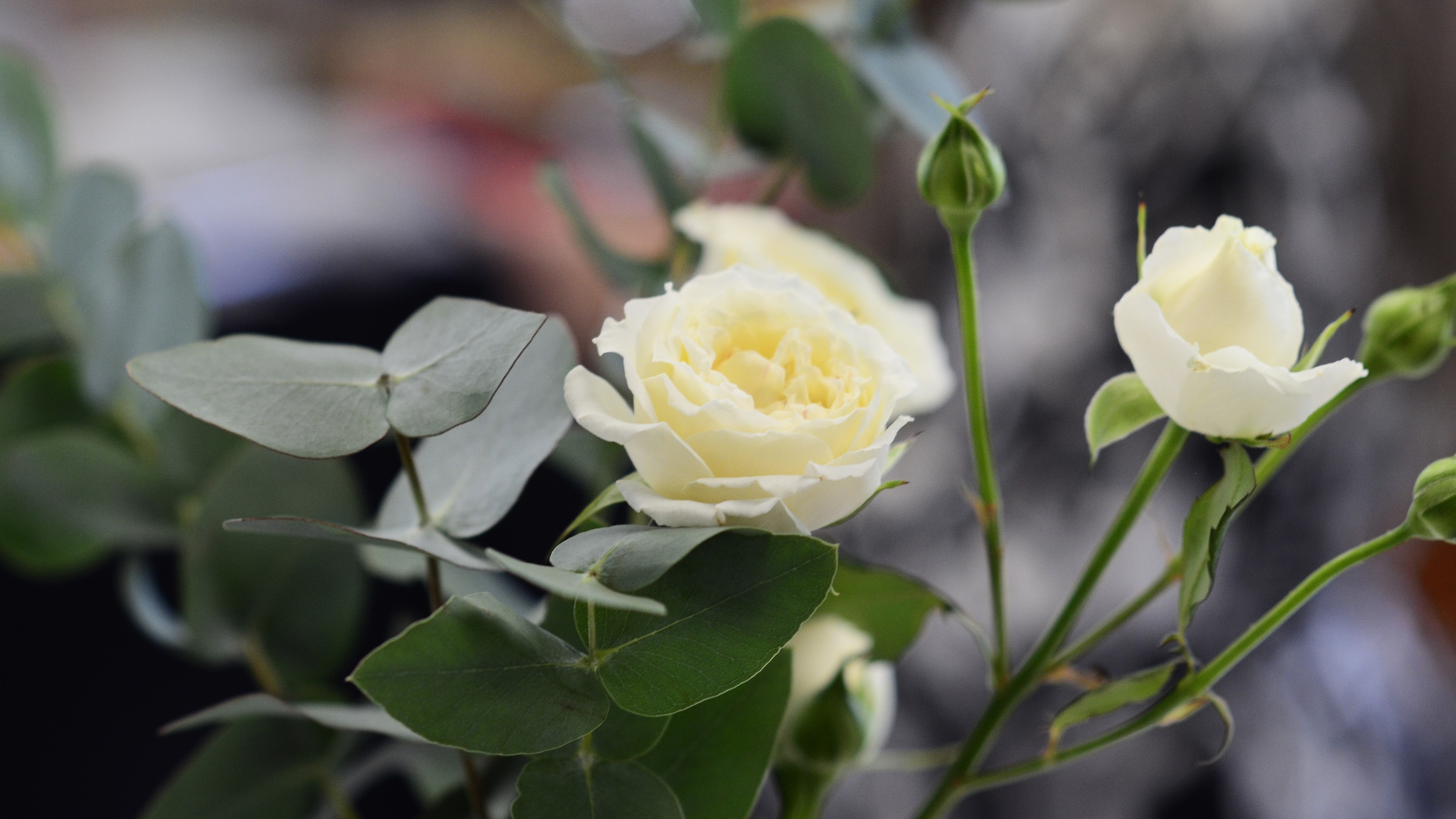 Романтик за чужой счёт: в Мордовии мужчина украл 101 розу