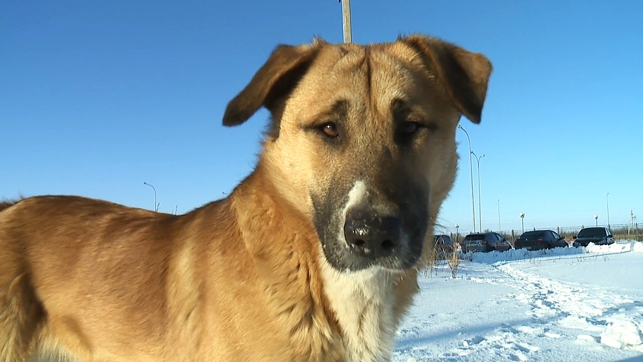 В Мордовии поддержат Дом замечательных животных