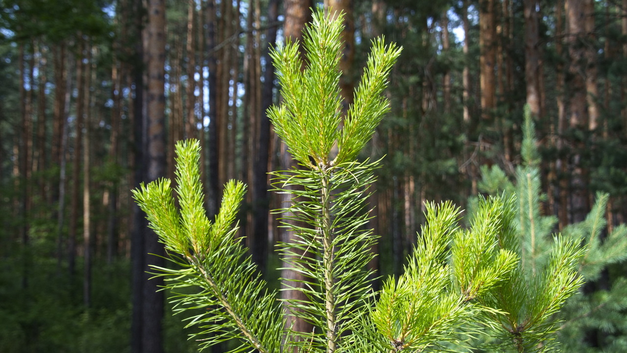 На двух улицах в Саранске высадили больше 120 молоденьких сосен 