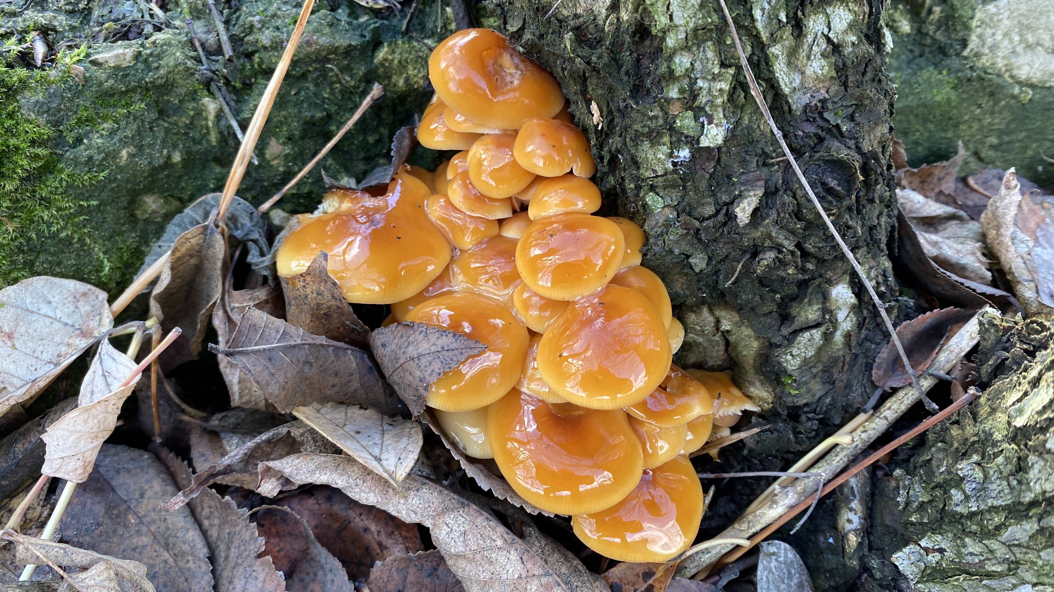 Мордовию не покидает аномально тёплая погода