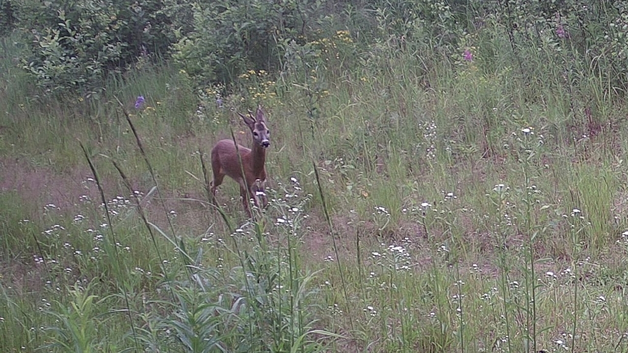 Фотоловушка Мордовского заповедника сняла осторожную косулю 