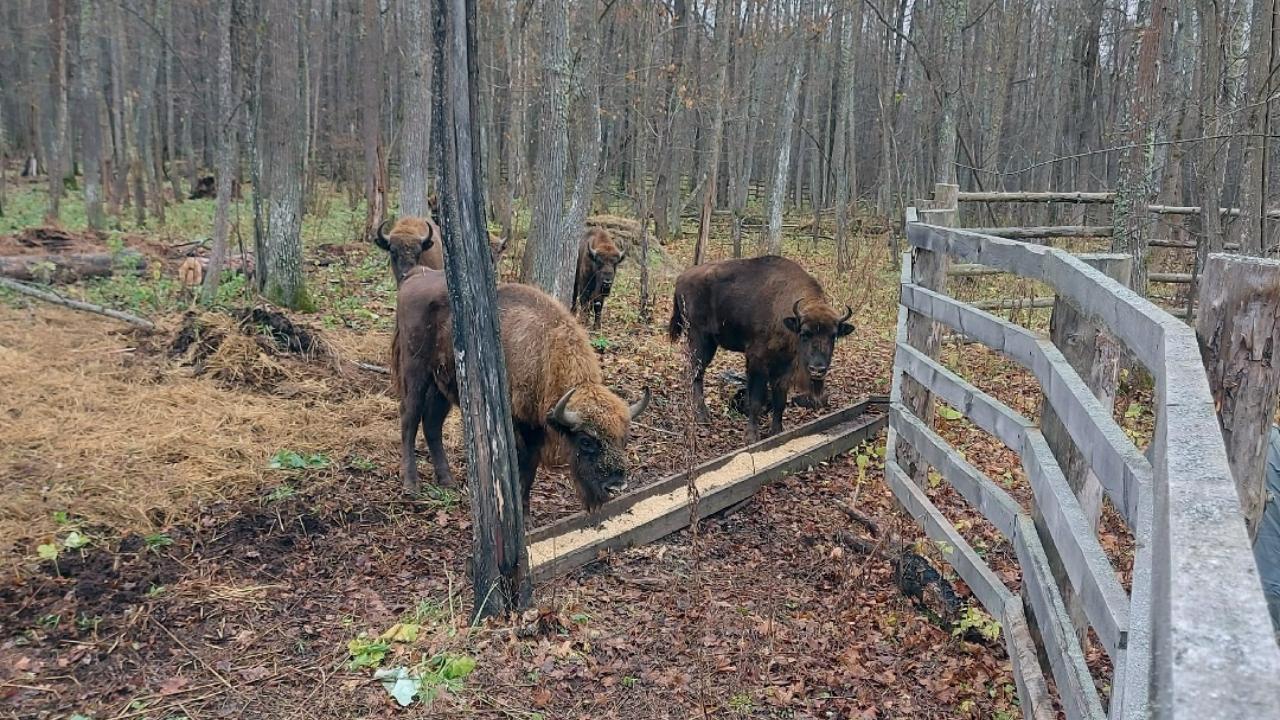 В Мордовии зубры-новосёлы кушают вкусняшки и обживаются   В Мордовии зубры-новосёлы кушают вкусняшки и обживаются
