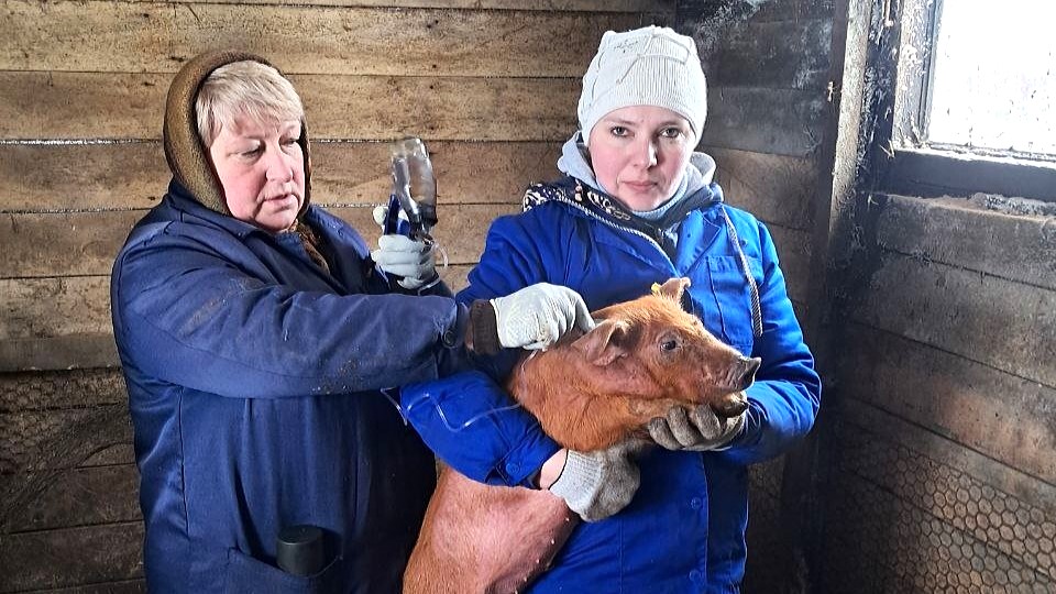 В Мордовии свиней прививают против чумы