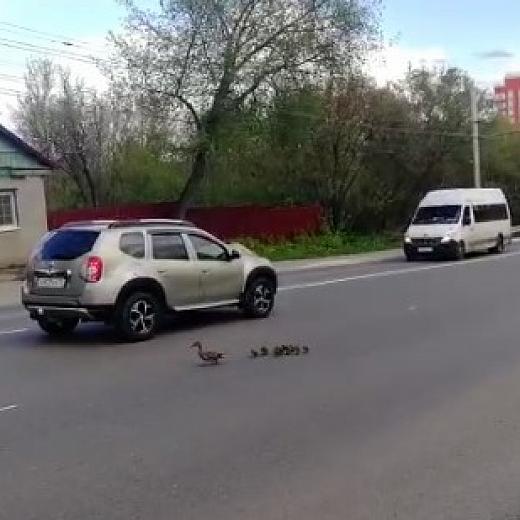Утка с утятами остановила движение в центре Саранска