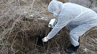 В Мордовии завершается вакцинация диких животных против бешенства