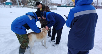 От смертельно опасной болезни в Мордовии защитили пушистых обитателей села 
