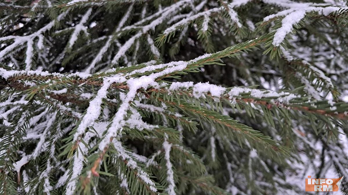 Жители Саранска могут экосознательно утилизировать новогодние ёлки 