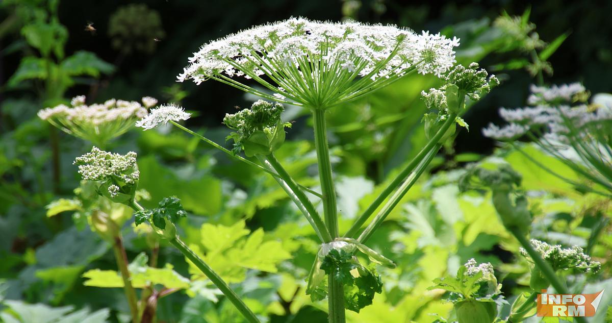 Жителям Мордовии напомнили о штрафах за борщевик и американский клён 