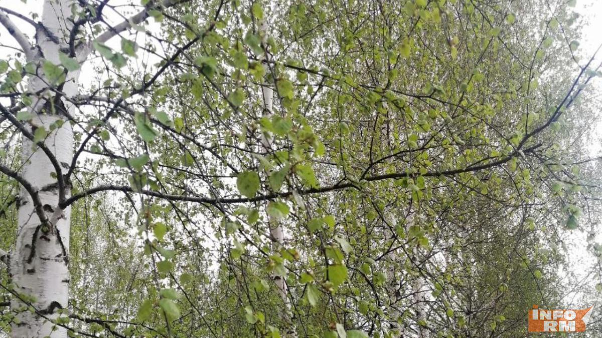 В субботу в Мордовии до +25°С