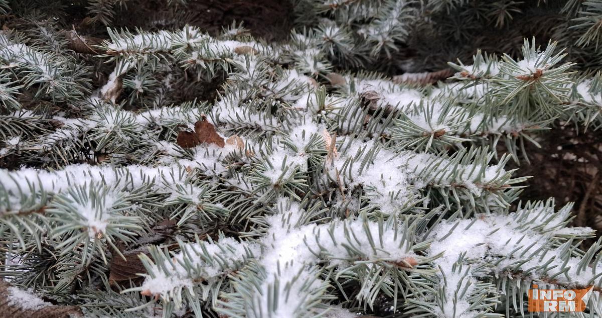 Озвучены цены на ёлки и сосны в Саранске 