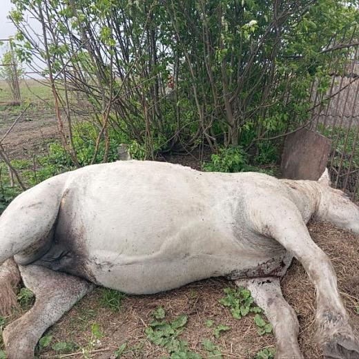 У фермера в Мордовии застрелили лошадь