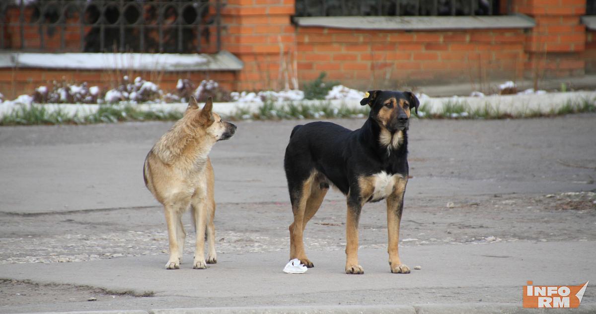 В Мордовии начался отлов бродячих собак 