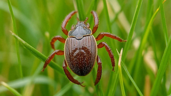 Жителям Мордовии стоит ждать раннего пробуждения клещей 