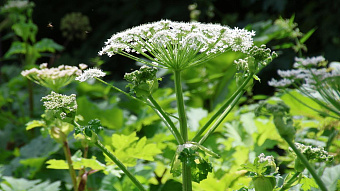 Дачникам напомнили о новых штрафах за борщевик 