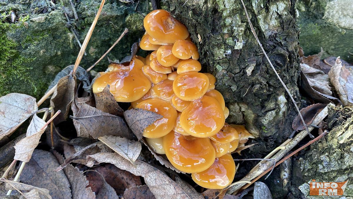 Мордовию не покидает аномально тёплая погода