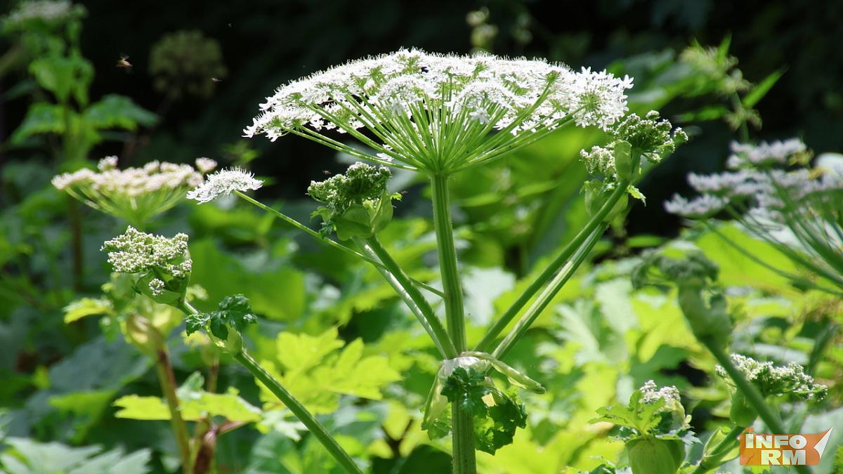 Дачникам напомнили о новых штрафах за борщевик 